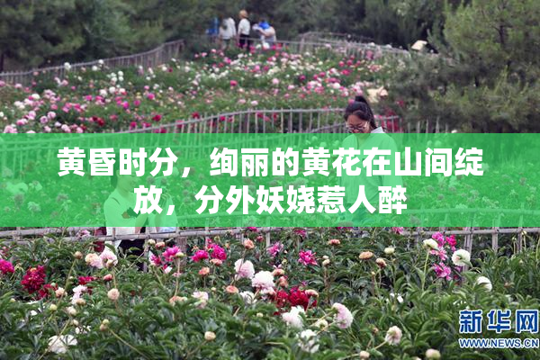 黄昏时分，绚丽的黄花在山间绽放，分外妖娆惹人醉