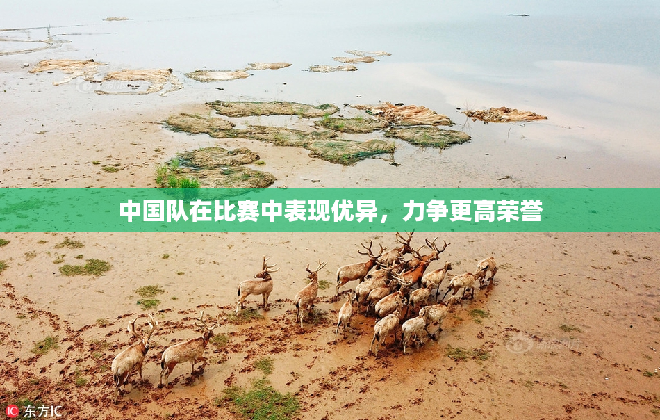 中国队在比赛中表现优异，力争更高荣誉
