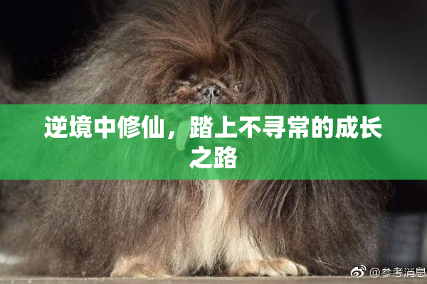 逆境中修仙，踏上不寻常的成长之路