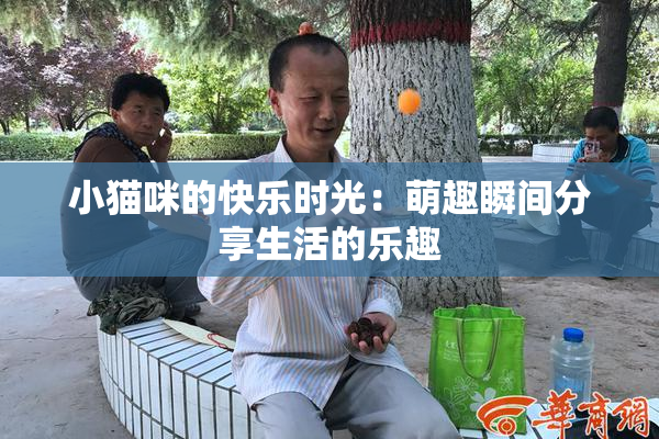 小猫咪的快乐时光：萌趣瞬间分享生活的乐趣