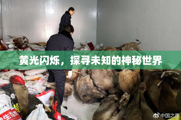 黄光闪烁，探寻未知的神秘世界