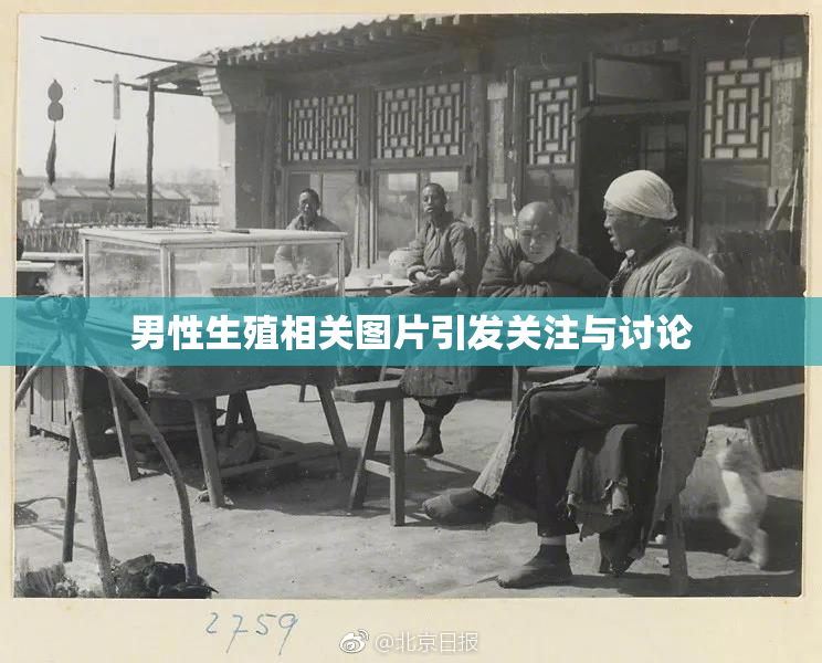 男性生殖相关图片引发关注与讨论