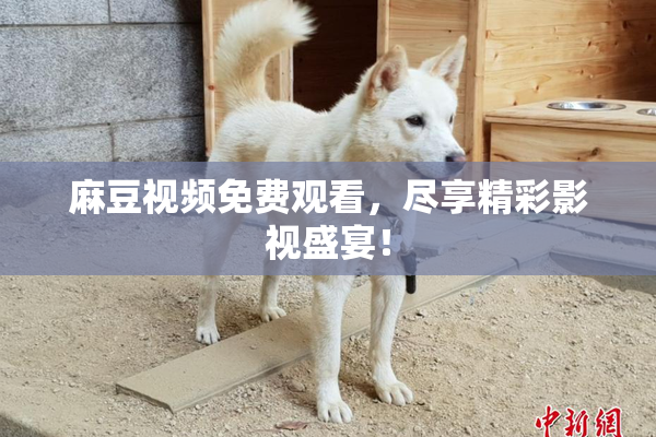 麻豆视频免费观看，尽享精彩影视盛宴！