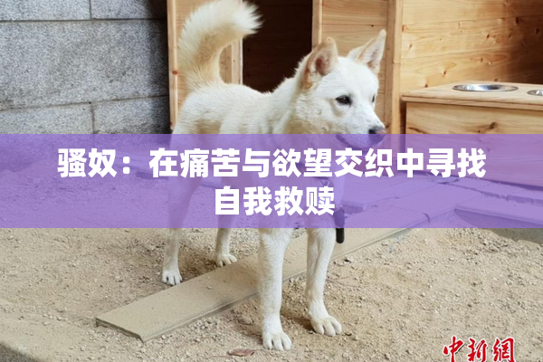 骚奴：在痛苦与欲望交织中寻找自我救赎