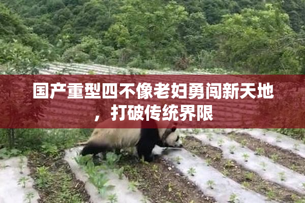国产重型四不像老妇勇闯新天地，打破传统界限