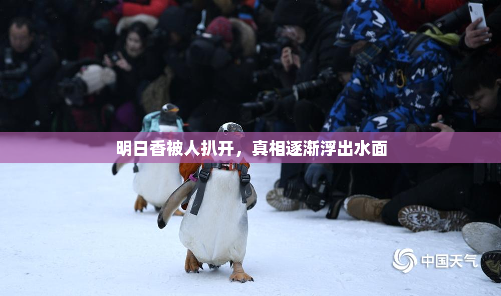 明日香被人扒开，真相逐渐浮出水面