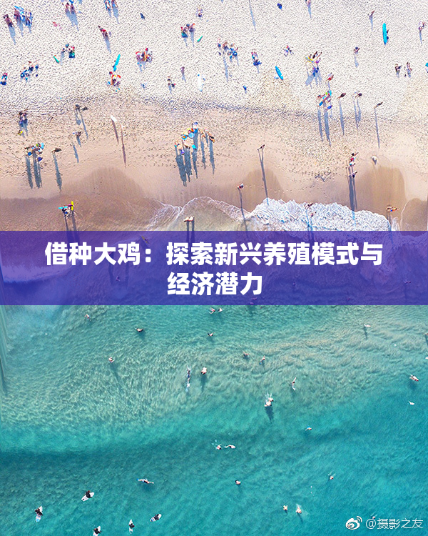 借种大鸡：探索新兴养殖模式与经济潜力