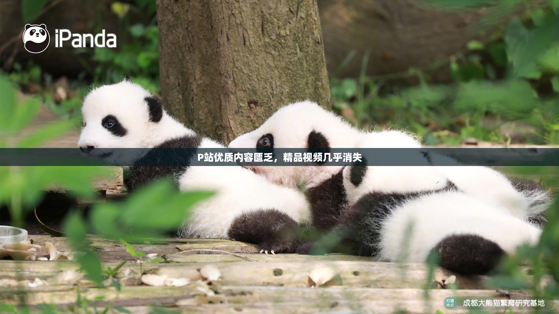 P站优质内容匮乏，精品视频几乎消失