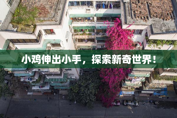 小鸡伸出小手，探索新奇世界！