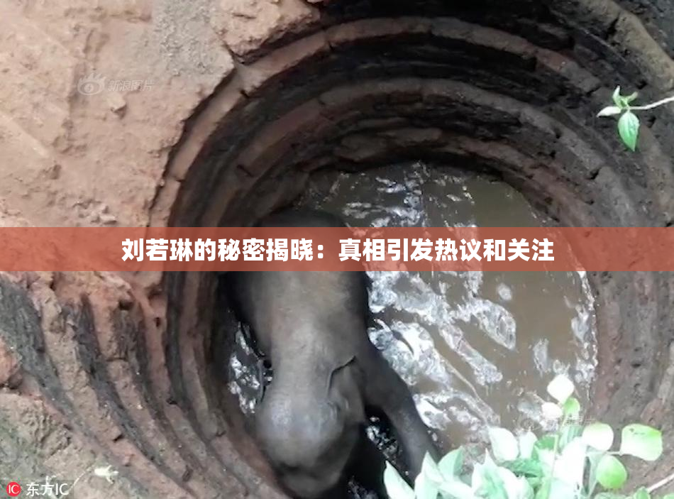 刘若琳的秘密揭晓：真相引发热议和关注