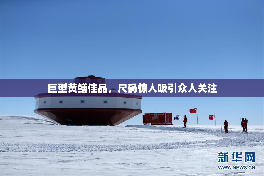 巨型黄鳝佳品，尺码惊人吸引众人关注