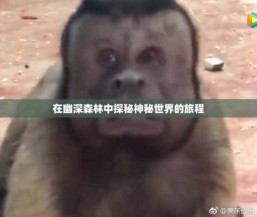 在幽深森林中探秘神秘世界的旅程