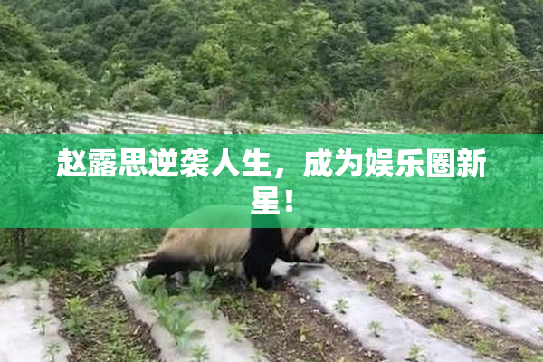 赵露思逆袭人生，成为娱乐圈新星！