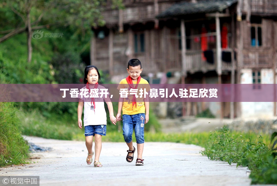 丁香花盛开，香气扑鼻引人驻足欣赏