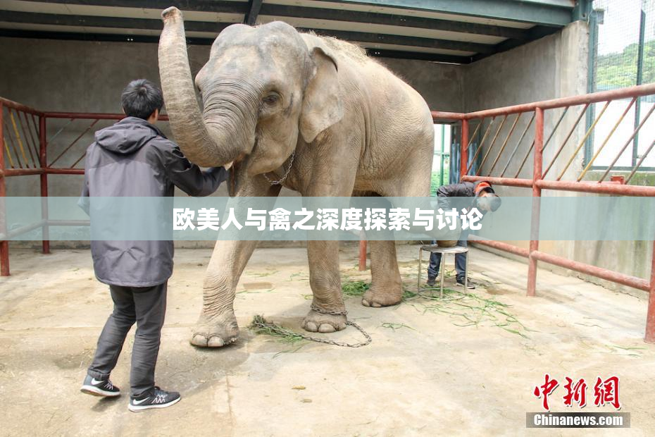 欧美人与禽之深度探索与讨论