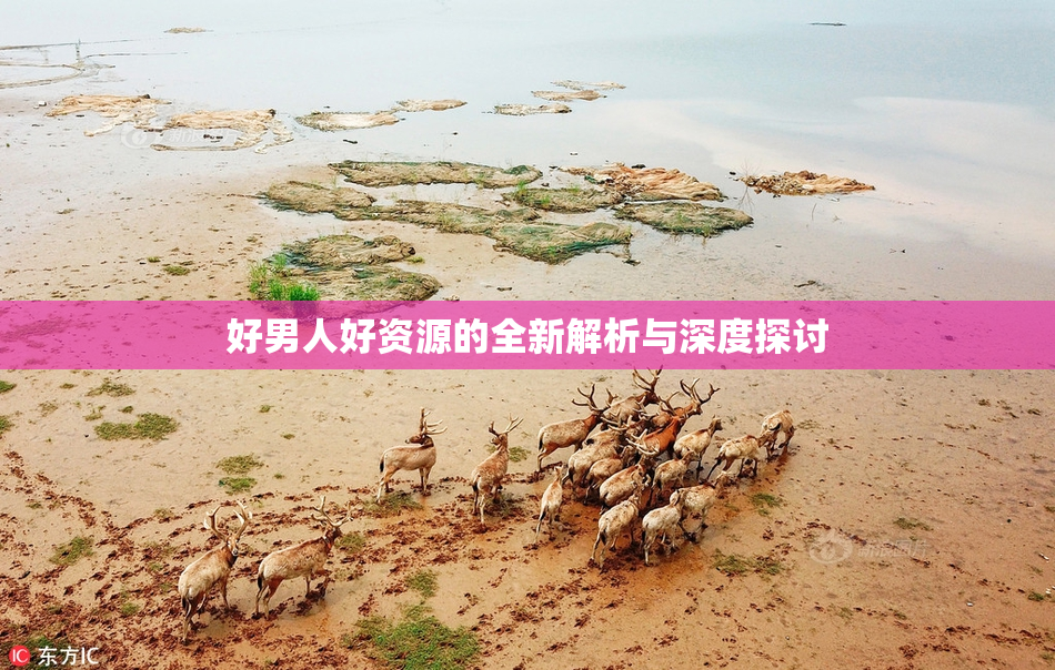 好男人好资源的全新解析与深度探讨