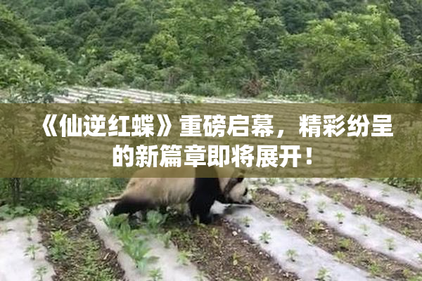 《仙逆红蝶》重磅启幕，精彩纷呈的新篇章即将展开！