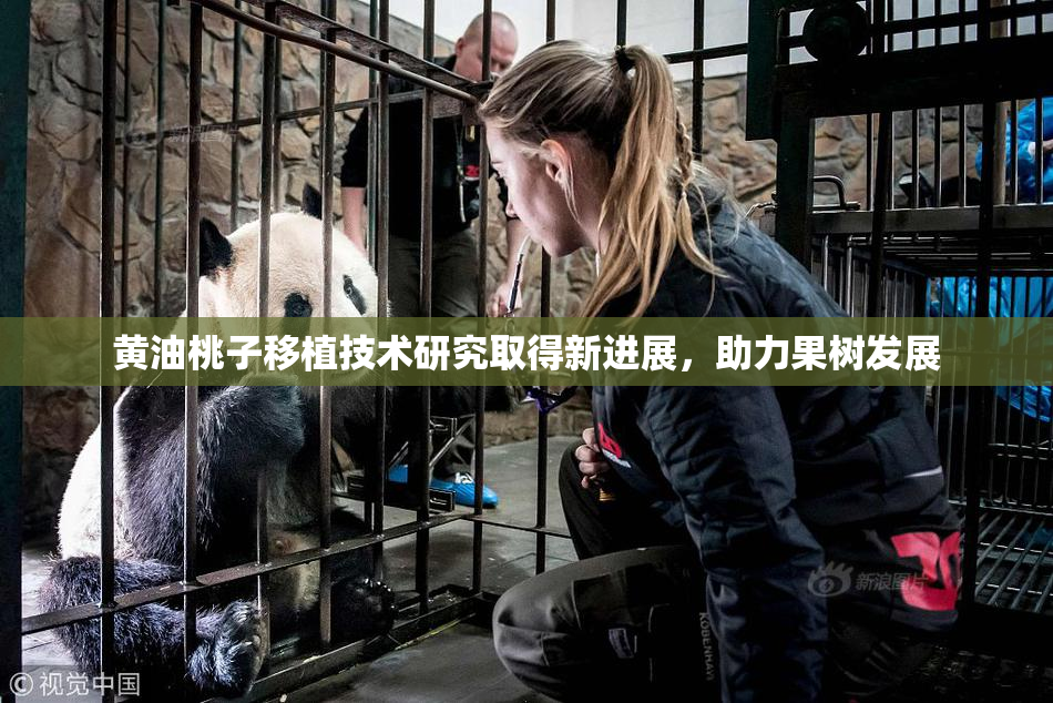黄油桃子移植技术研究取得新进展，助力果树发展