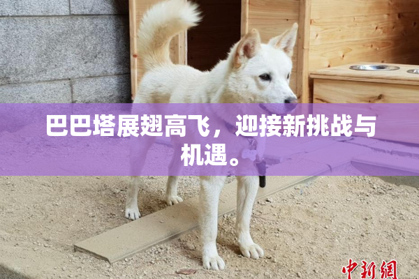 巴巴塔展翅高飞，迎接新挑战与机遇。