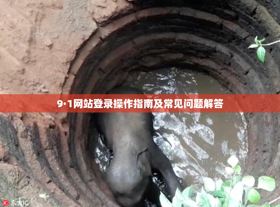 9·1网站登录操作指南及常见问题解答