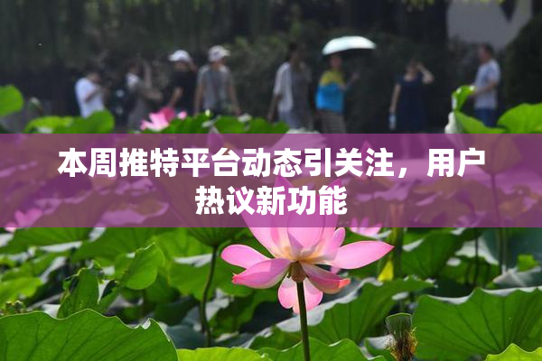 本周推特平台动态引关注，用户热议新功能