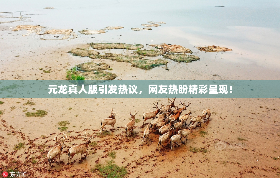 元龙真人版引发热议，网友热盼精彩呈现！