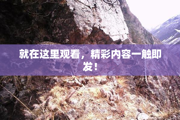 就在这里观看，精彩内容一触即发！