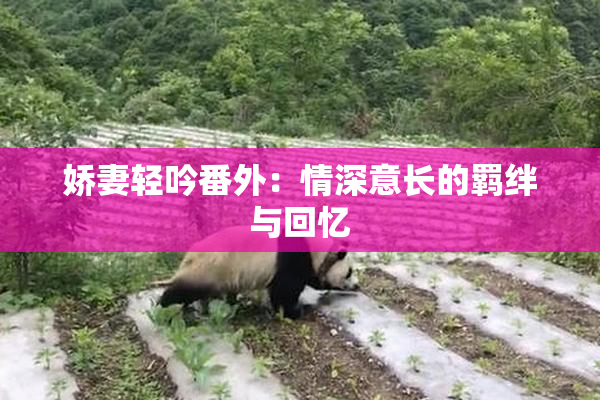 娇妻轻吟番外：情深意长的羁绊与回忆