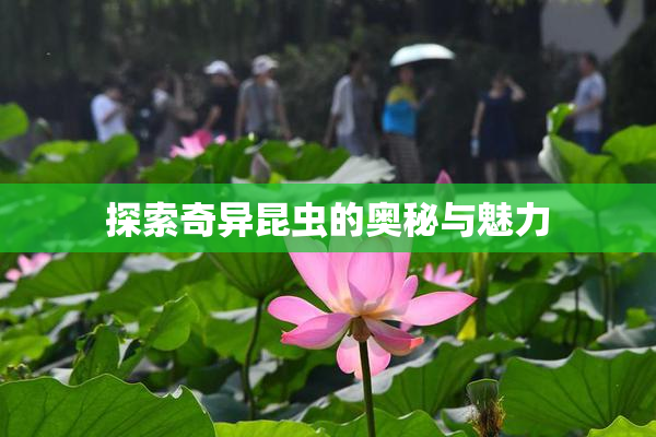 探索奇异昆虫的奥秘与魅力