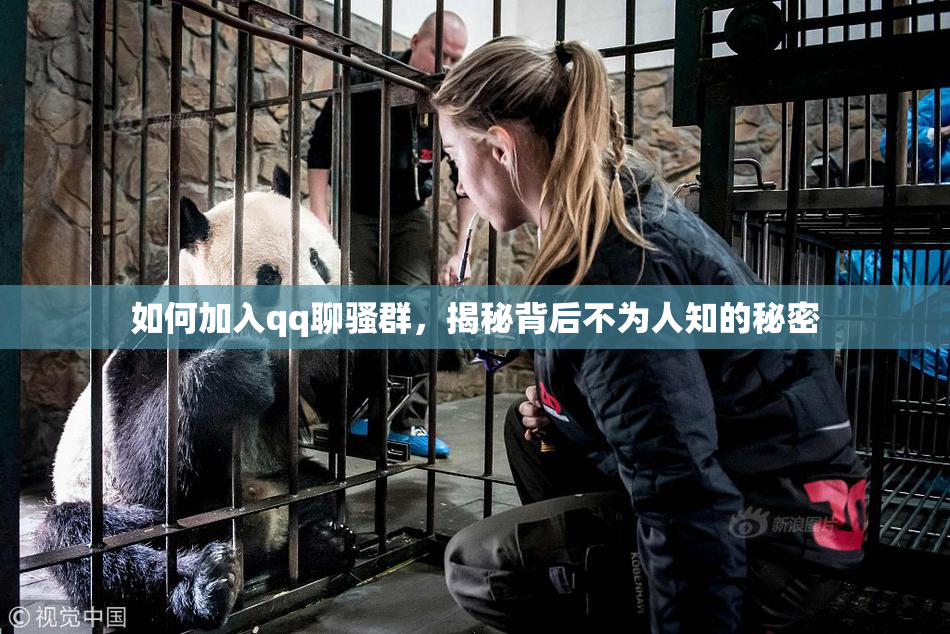 如何加入qq聊骚群，揭秘背后不为人知的秘密