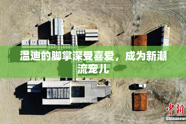 温迪的脚掌深受喜爱，成为新潮流宠儿