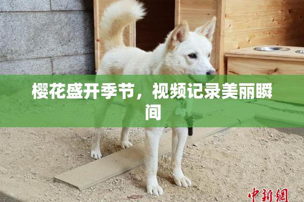 樱花盛开季节，视频记录美丽瞬间