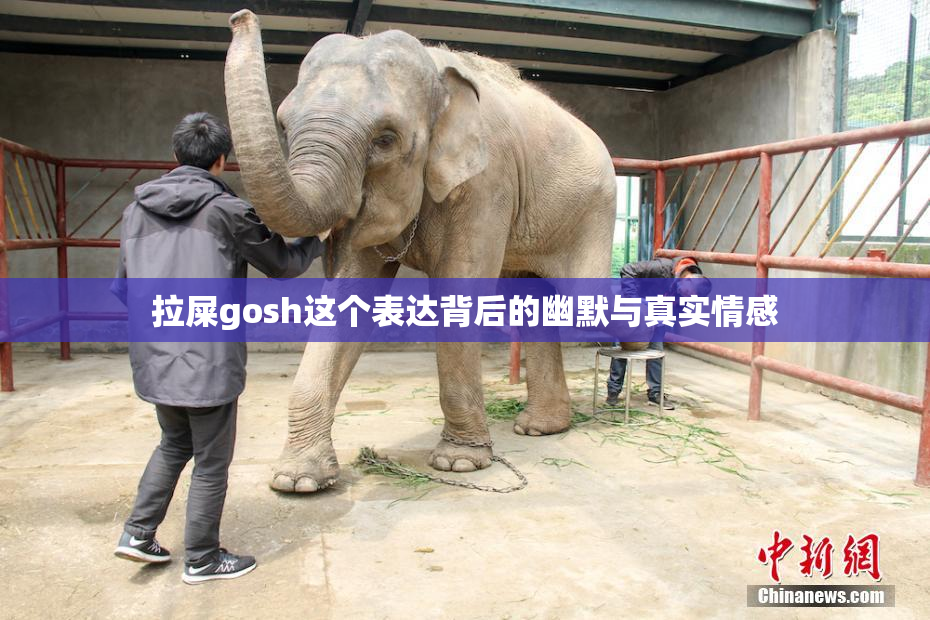 拉屎gosh这个表达背后的幽默与真实情感