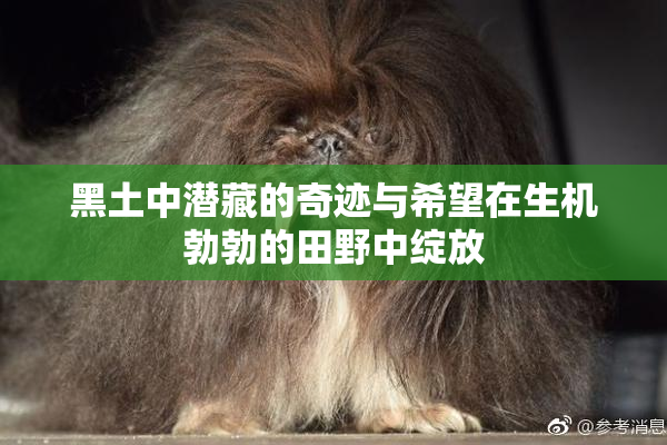 黑土中潜藏的奇迹与希望在生机勃勃的田野中绽放