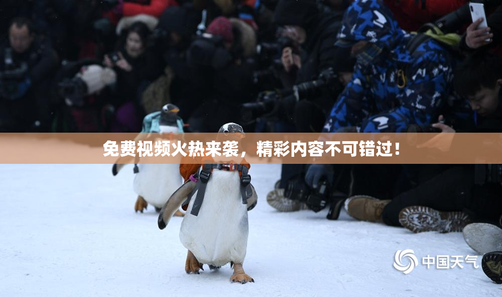 免费视频火热来袭，精彩内容不可错过！