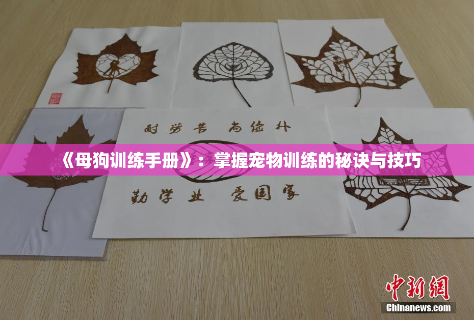 《母狗训练手册》：掌握宠物训练的秘诀与技巧