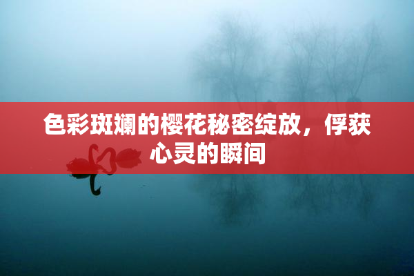 色彩斑斓的樱花秘密绽放，俘获心灵的瞬间