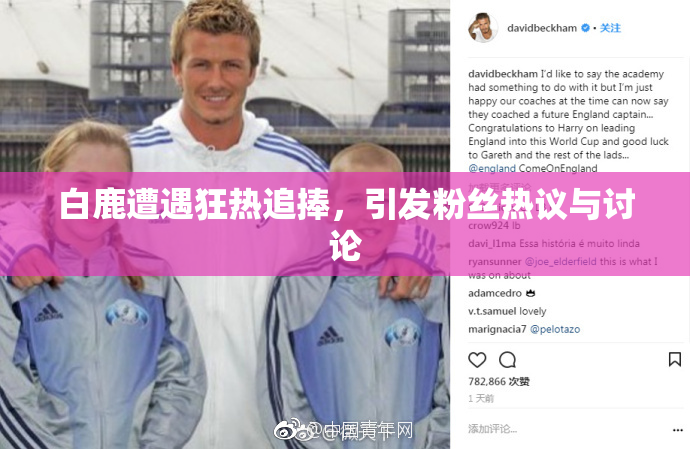 白鹿遭遇狂热追捧，引发粉丝热议与讨论