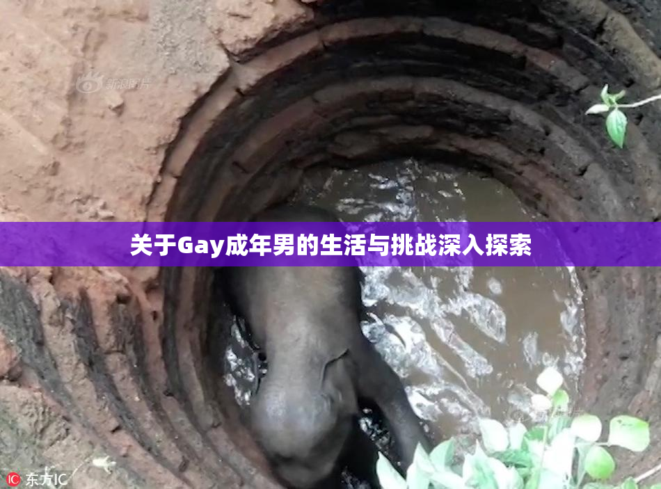 关于Gay成年男的生活与挑战深入探索