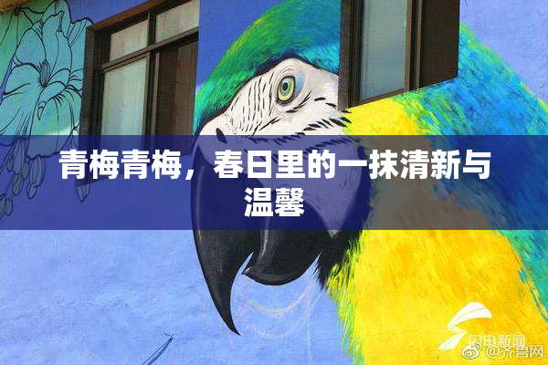 青梅青梅，春日里的一抹清新与温馨