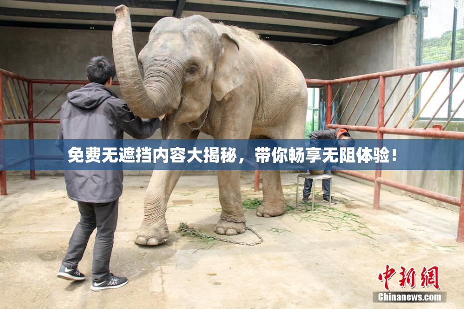 免费无遮挡内容大揭秘，带你畅享无阻体验！