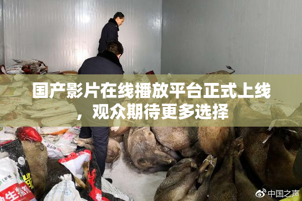 国产影片在线播放平台正式上线，观众期待更多选择