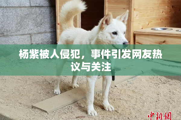 杨紫被人侵犯，事件引发网友热议与关注