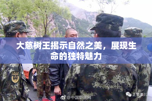 大慈树王揭示自然之美，展现生命的独特魅力
