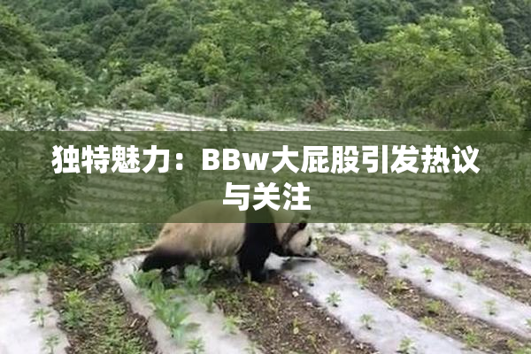 独特魅力：BBw大屁股引发热议与关注