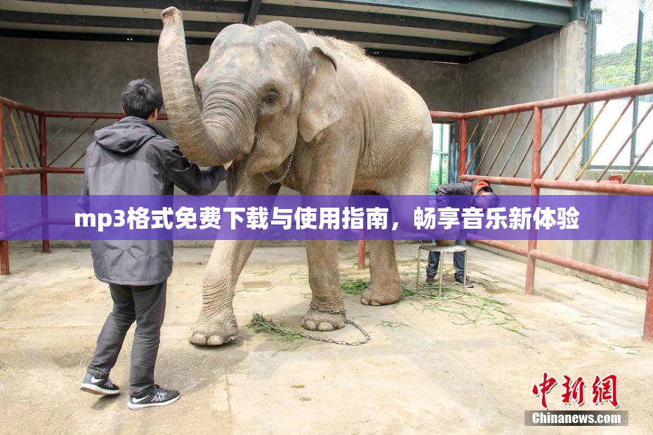 mp3格式免费下载与使用指南，畅享音乐新体验