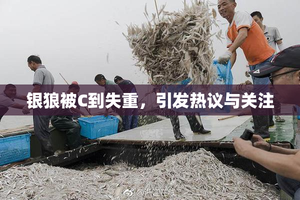 银狼被C到失重，引发热议与关注