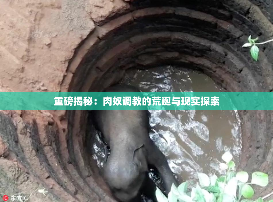重磅揭秘：肉奴调教的荒诞与现实探索