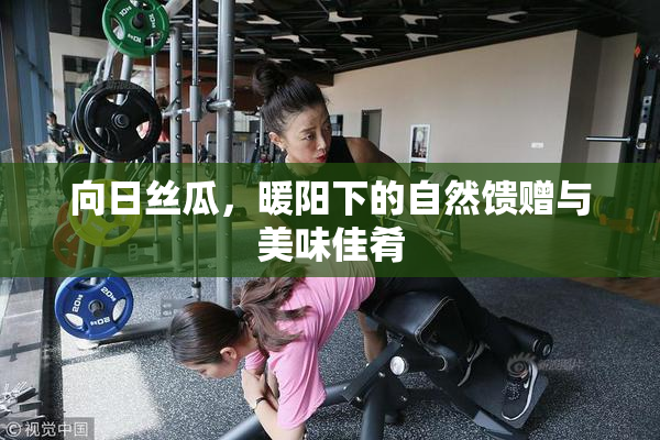 向日丝瓜，暖阳下的自然馈赠与美味佳肴