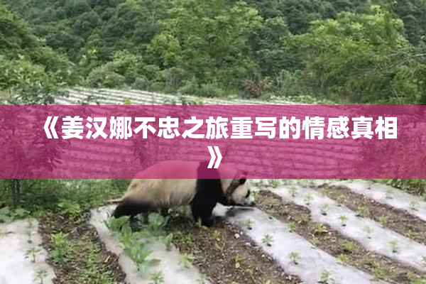 《姜汉娜不忠之旅重写的情感真相》
